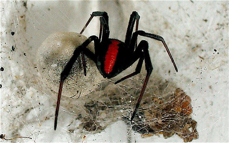 A redback spider resting in its nest covered by webs