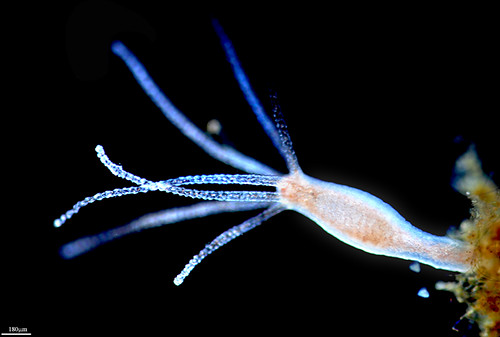 A micro-shot of a hydra
