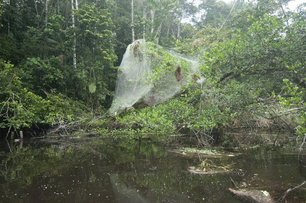 Colony of Anelosimus eximius