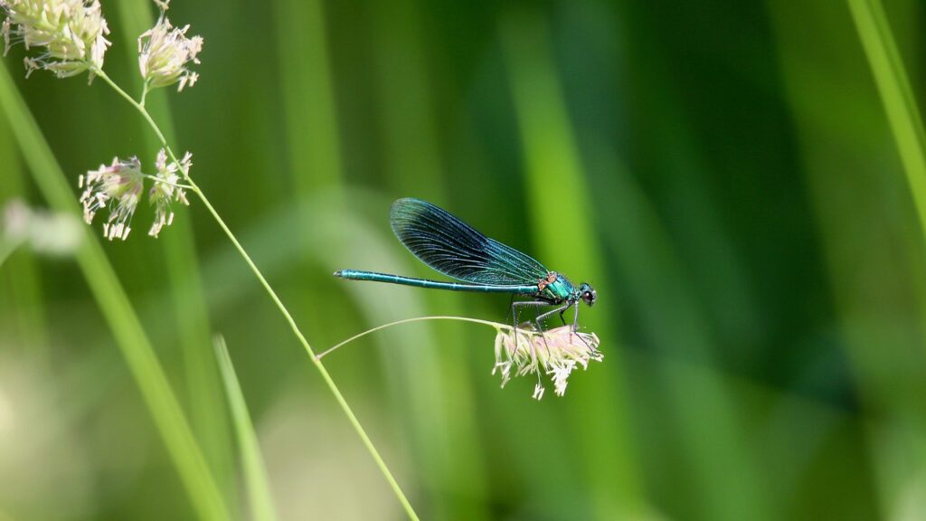dragon-fly, insect, blue-winged demoiselle, demoiselle, blue-winged dragonfly, dragonfly, grass flower, calopterygidae, blades of grass, meadow, nature, dragonfly, dragonfly, dragonfly, dragonfly, dragonfly