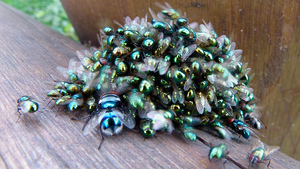 Swarm of Flies attracted by a dead animal