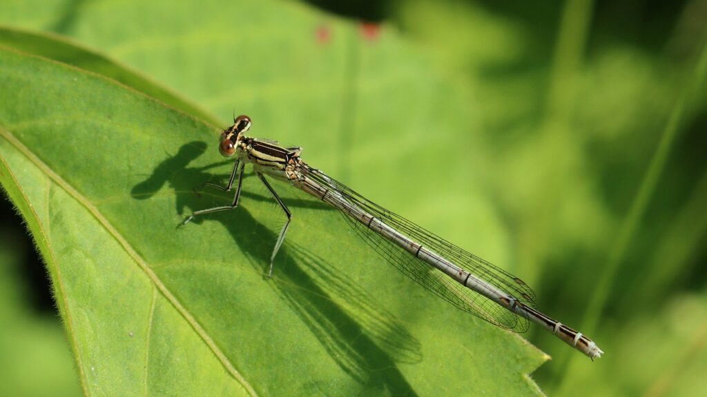 dragonfly, insect, nature, entomology, gardens, close up, animal