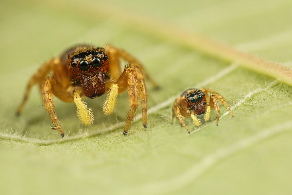 An adult jumping spider walking with a spiderling