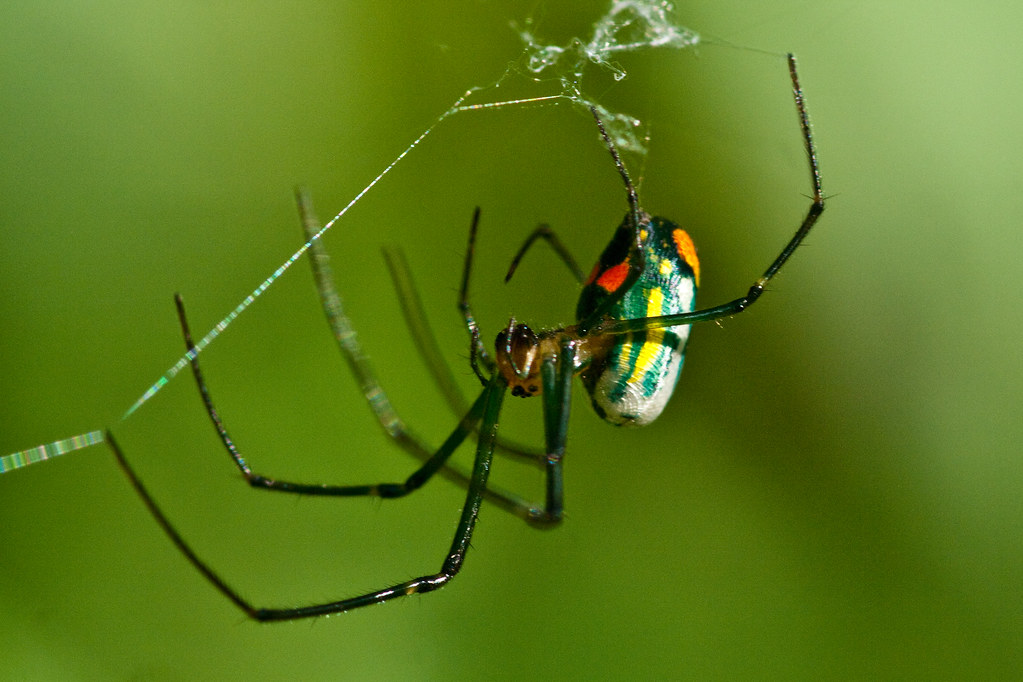 Orchard spider hanging on its web