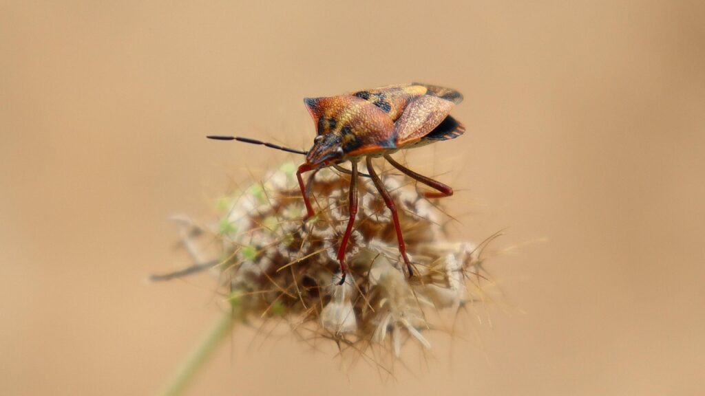 insect, nature, garden, prairie, fauna, flora