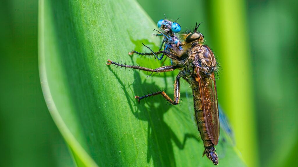 fly, dragonfly, insects, prey, caught, wildlife, nature, closeup, dragonfly, dragonfly, dragonfly, dragonfly, wildlife, wildlife, wildlife, wildlife, wildlife