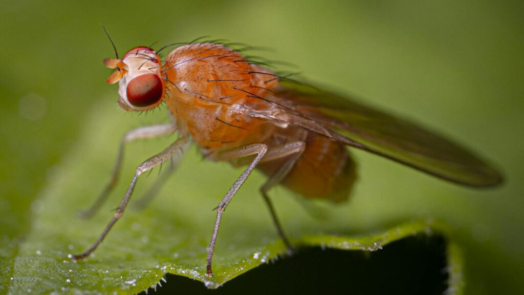 Detailed macro image of a fruit fly (Drosophila melanogaster) on a green leaf.