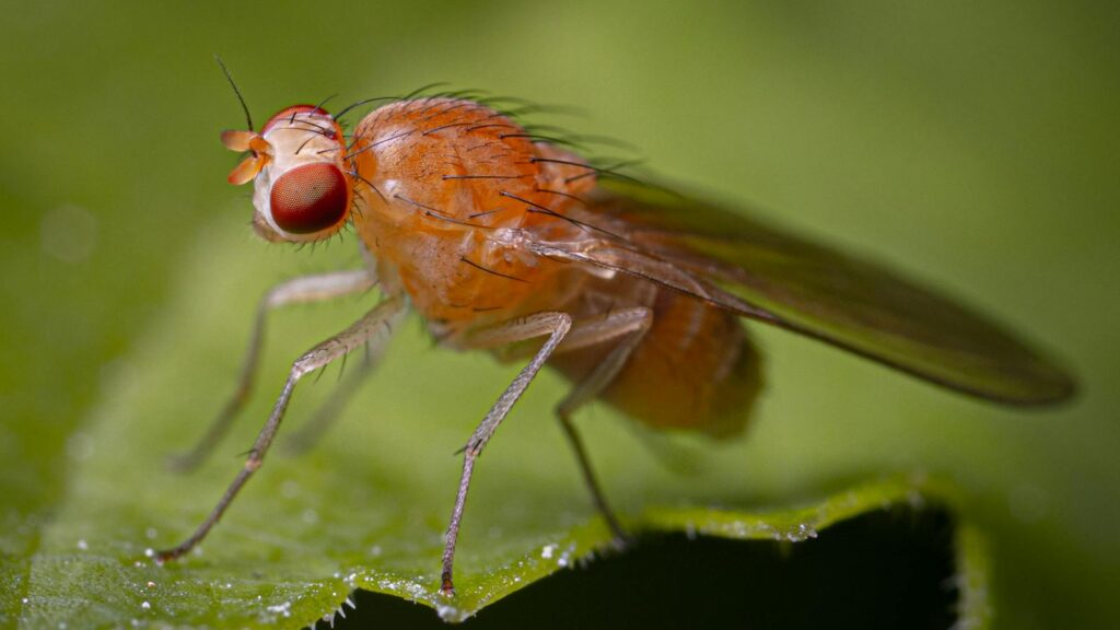 Detailed macro image of a fruit fly (Drosophila melanogaster) on a green leaf.