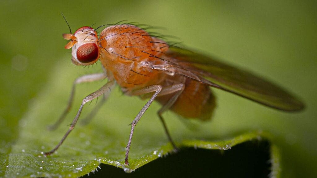 Detailed macro image of a fruit fly (Drosophila melanogaster) on a green leaf.