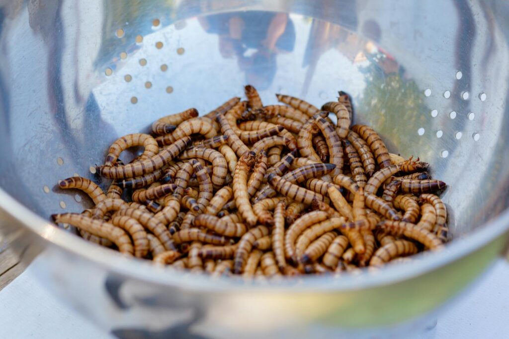 A close-up view of superworms in a stainless steel colander