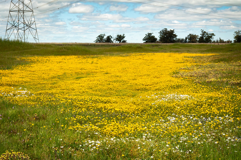 A habitat filled with yellow flowers