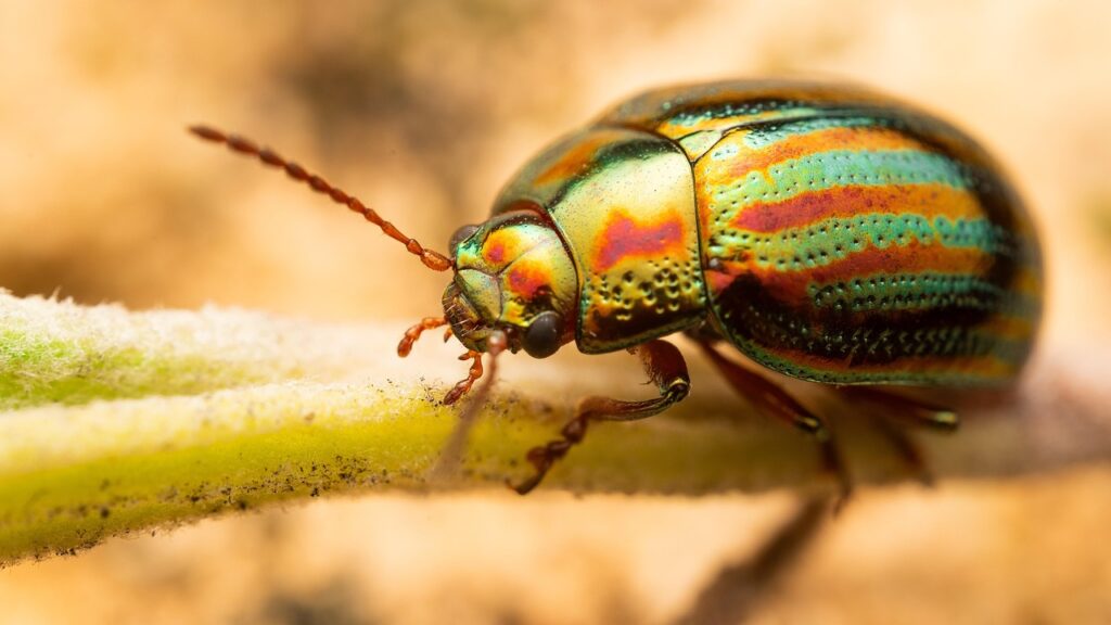 beetle, bug, insect, chrysolina americana, macro, nature