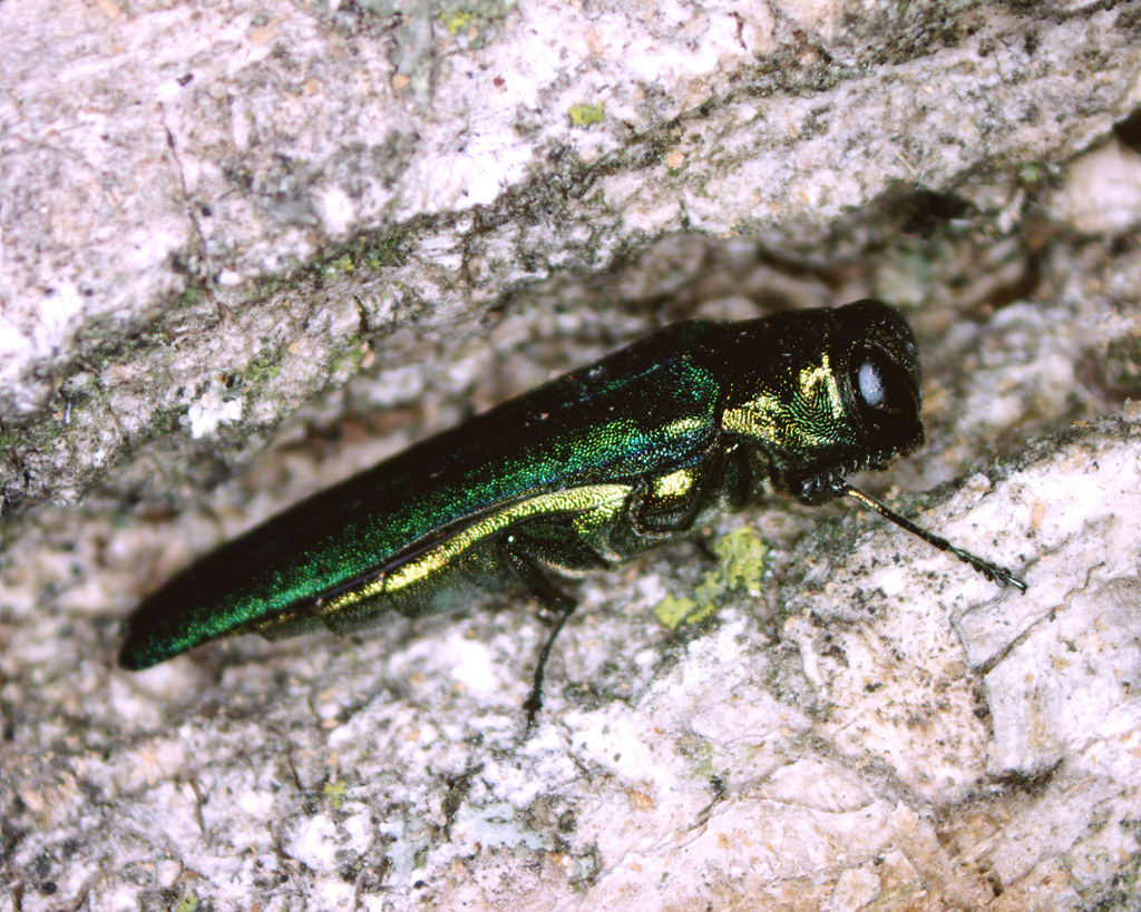Emerald ash borer in the tree bark