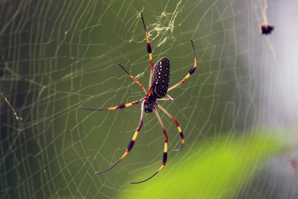 Golden silk orb-weaver spider Nephila clavipes) female