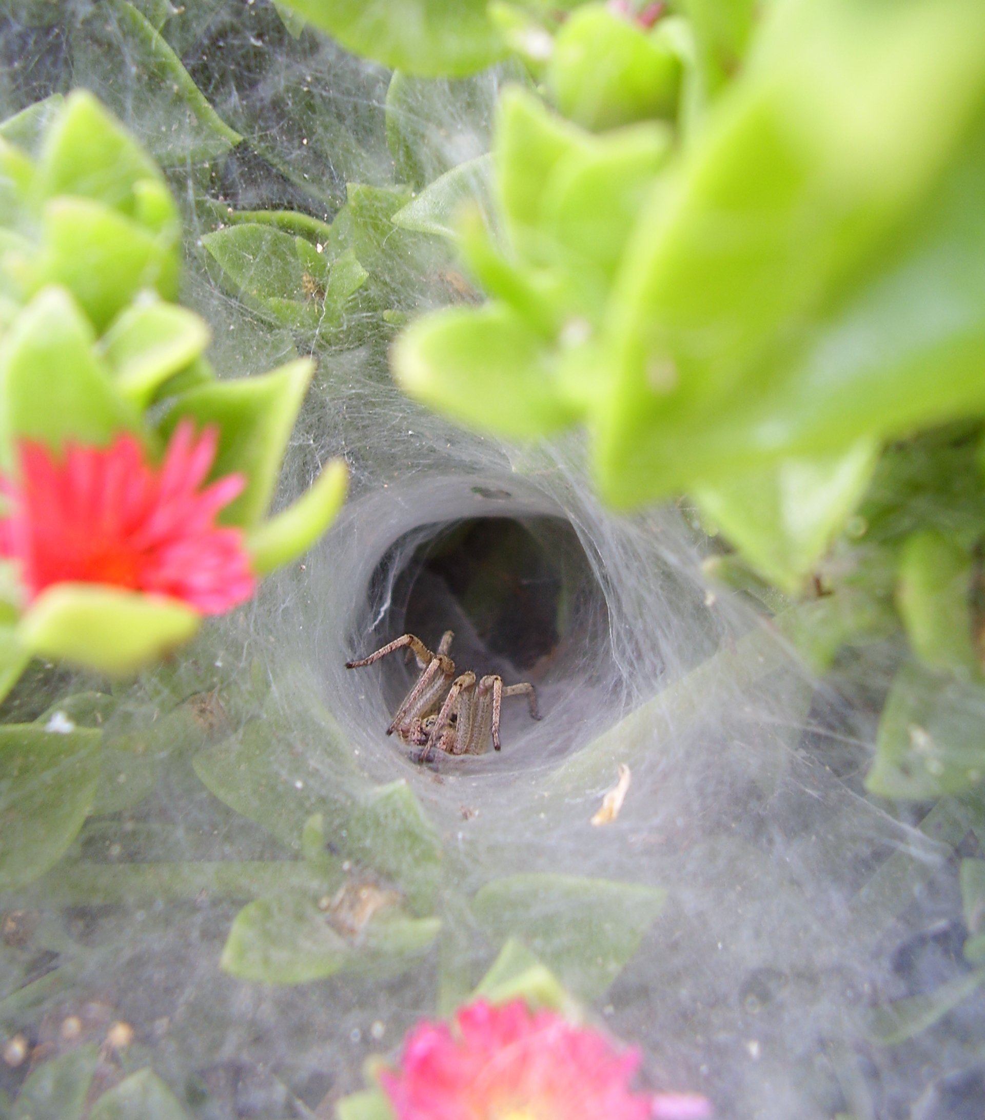Agelenidae spider 01