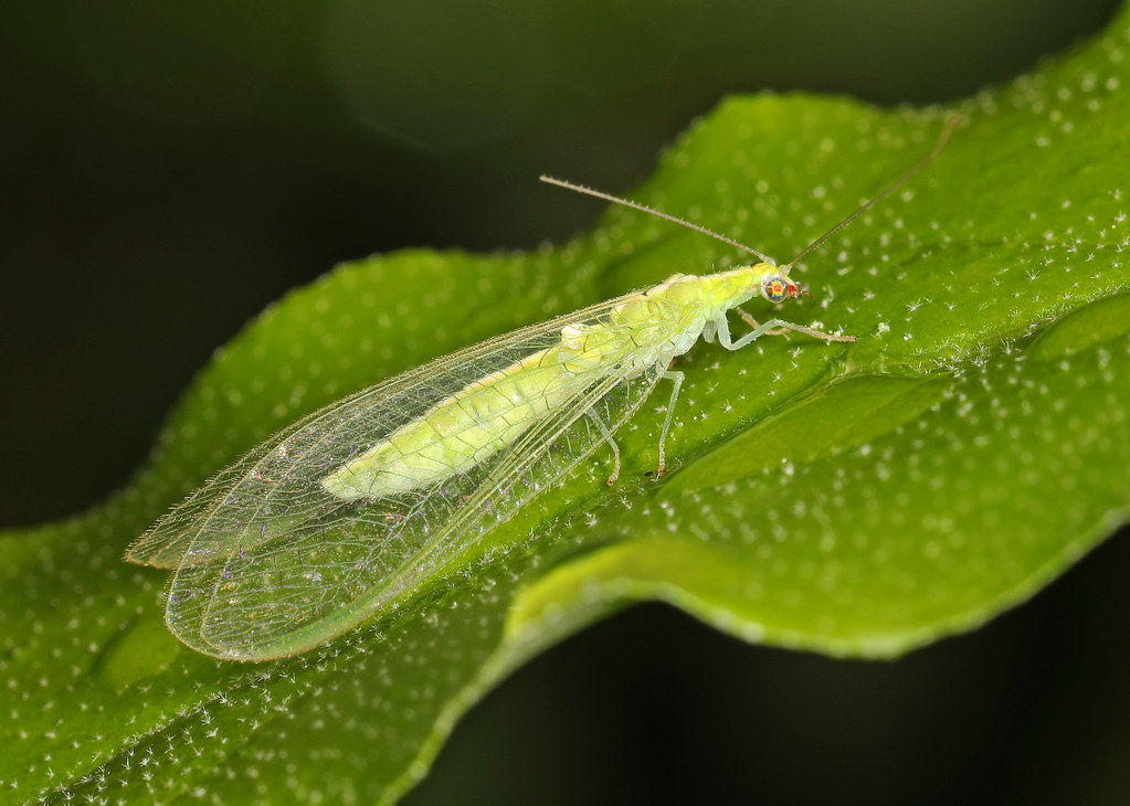 A lacewing bug on a green leaf