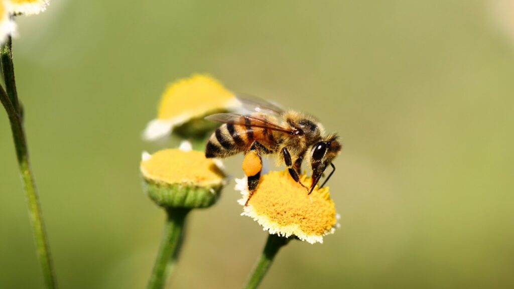 honeybee perched on yellow flower in close up photography during daytime