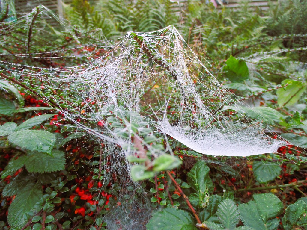 A spider sheet web (Arachnida) spun to catch falling prey and heavily laden with autumnal moisture and dew