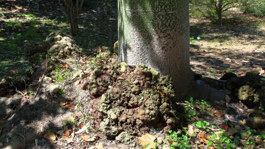 Unusual root galls on Brachychiton discolor Lacebark Bottle Tree
