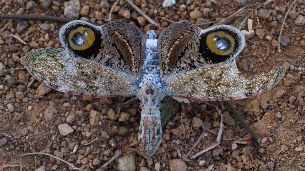 Top view of Fulgora laternaria insect with protuberance at head and wings with colorful spots crawling on ground with pebbles in nature