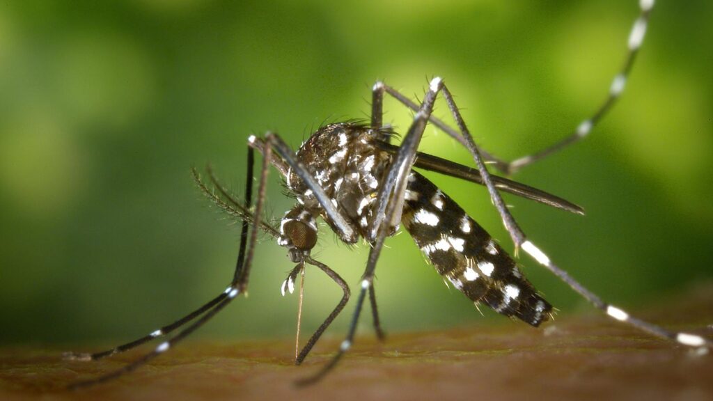 Detailed macro capture of Aedes albopictus mosquito on human skin.