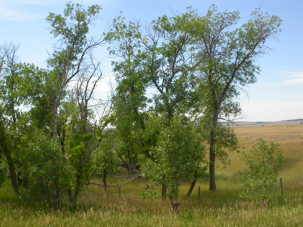 young green ash trees