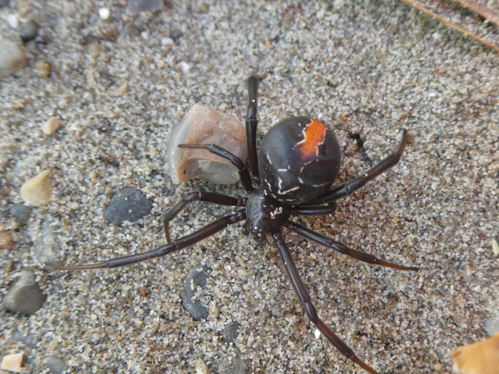A Katipō Spider on the ground