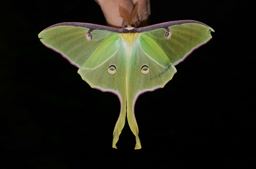 Actias luna – Luna Moth