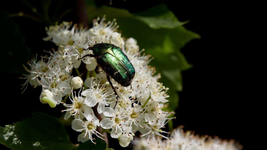 shiny gold rose beetle, common rose chafer, beautiful flowers, beetle, nature, flower background, insect, cetonia aurata, pollination, flower wallpaper, pollinating, flower