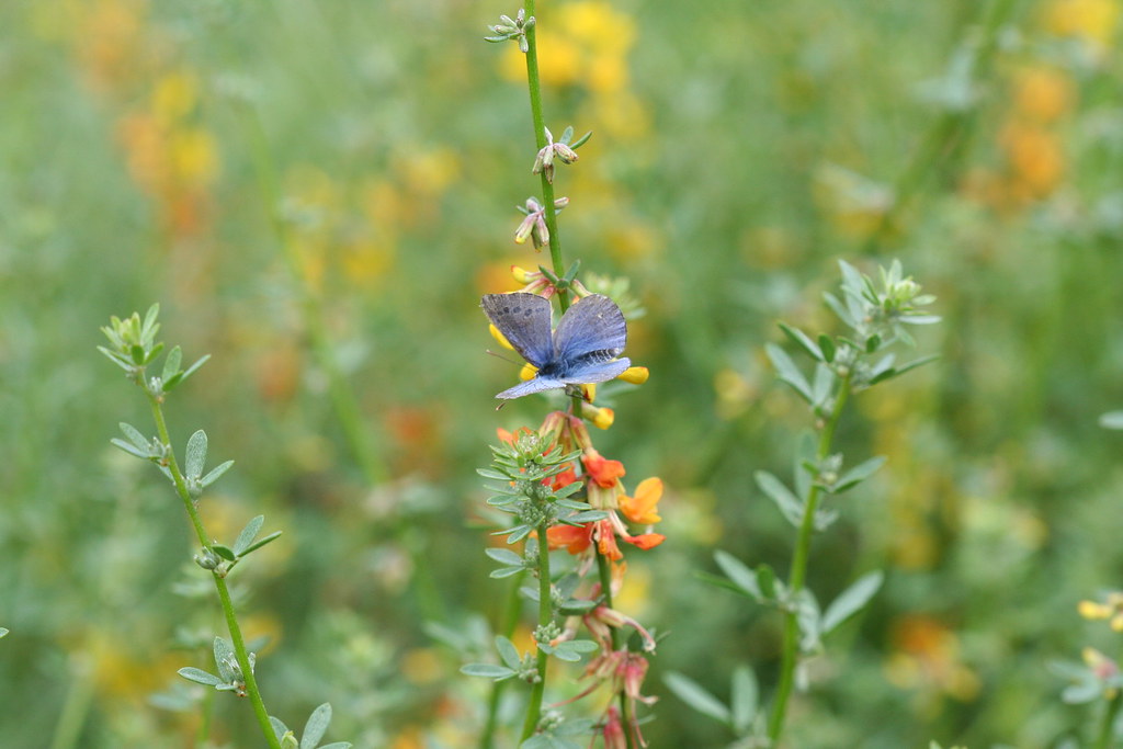 Endangered Palos Verdes blue butterfly on deerweed

