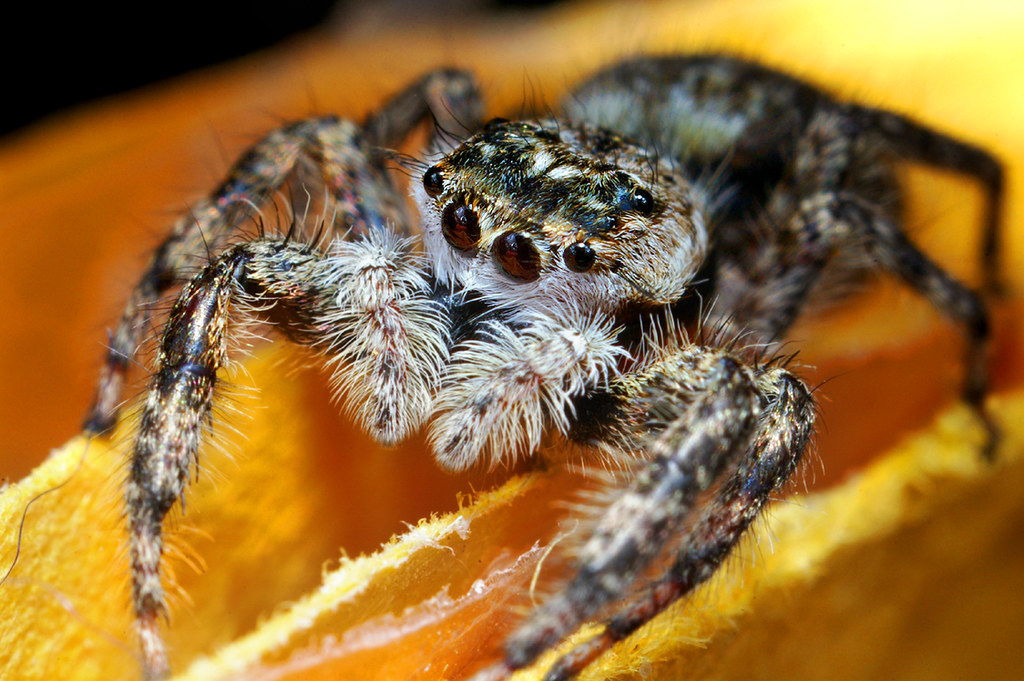 Female Jumping Spider - (Platycryptus undatus)