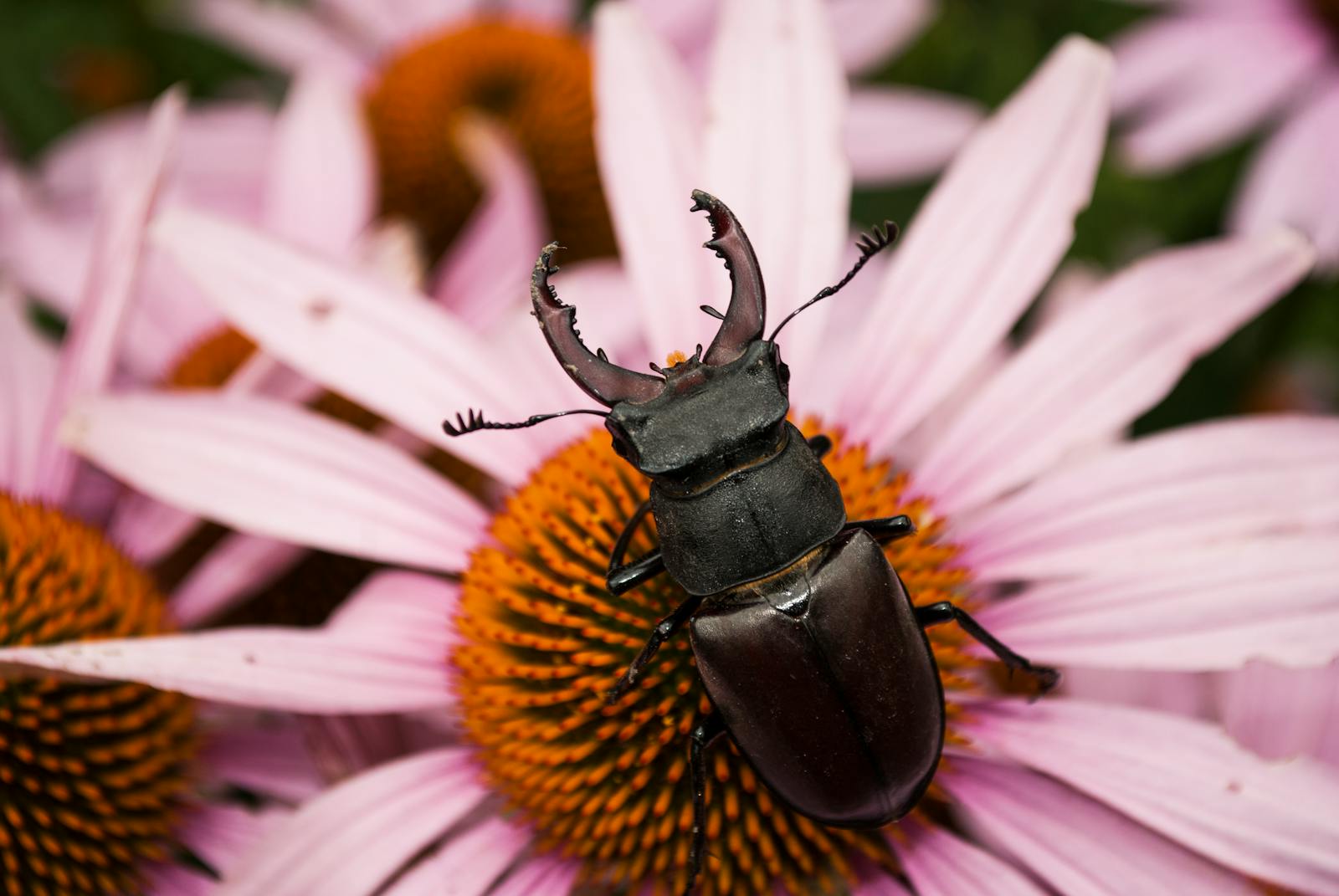 Detailed macro shot of a stag beetle perched on a colorful flower petal.
