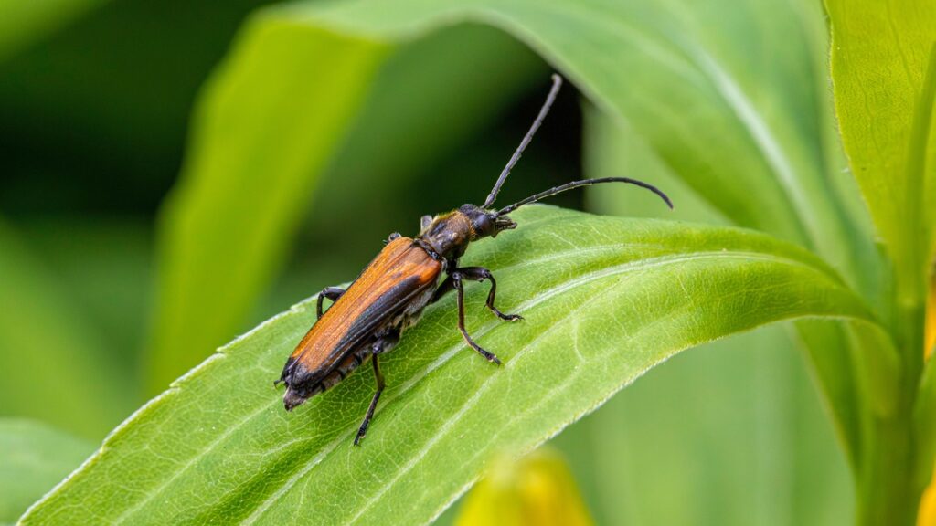 bordered click beetle, click beetle, beetle, denticollis linearis, elateridae, insect, invertebrate, wildlife, nature