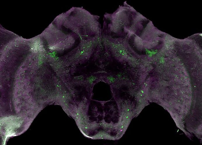 Bee Brain