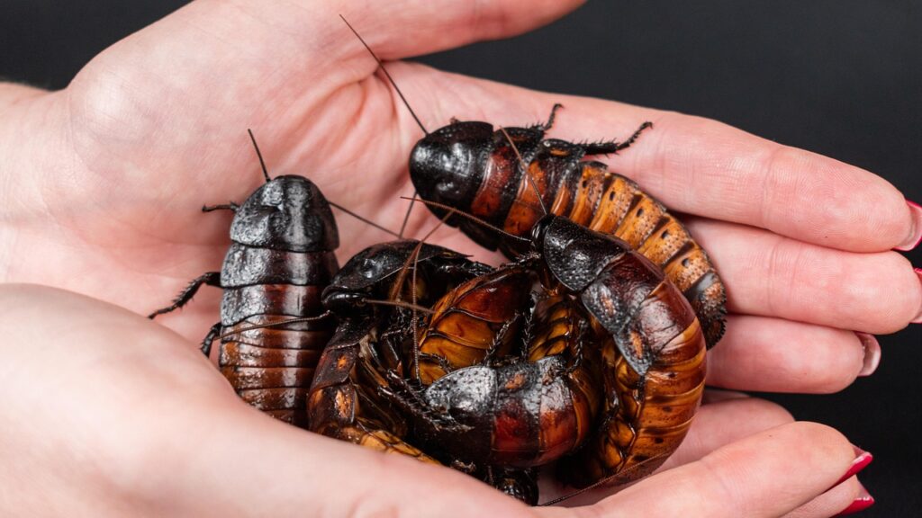 madagascar hissing cockroach, hissing cockroach, animals, bug, close up, cockroach, exotic pets, gromphadorhina portentosa, insects, nature, roaches