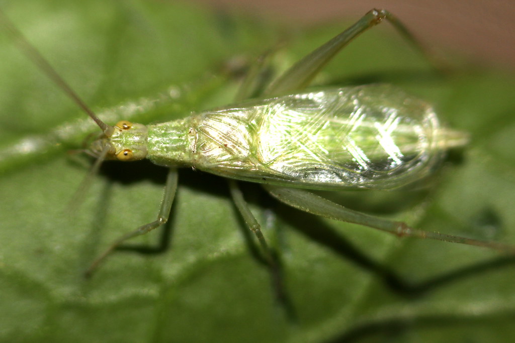 Snowy tree cricket on a green leaf