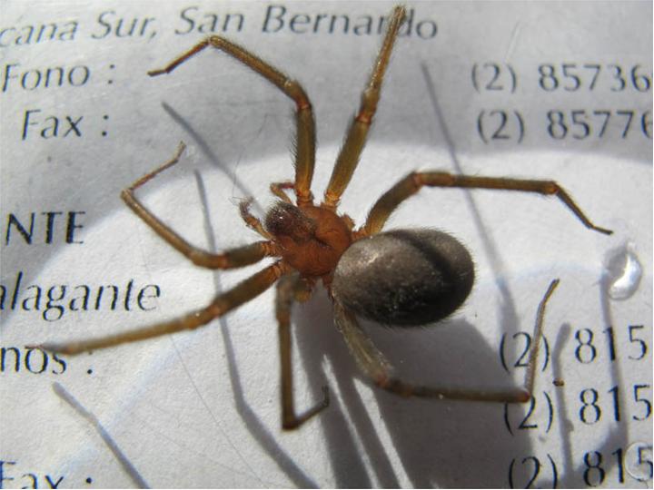 The Chilean recluse spider on a white paper with texts.