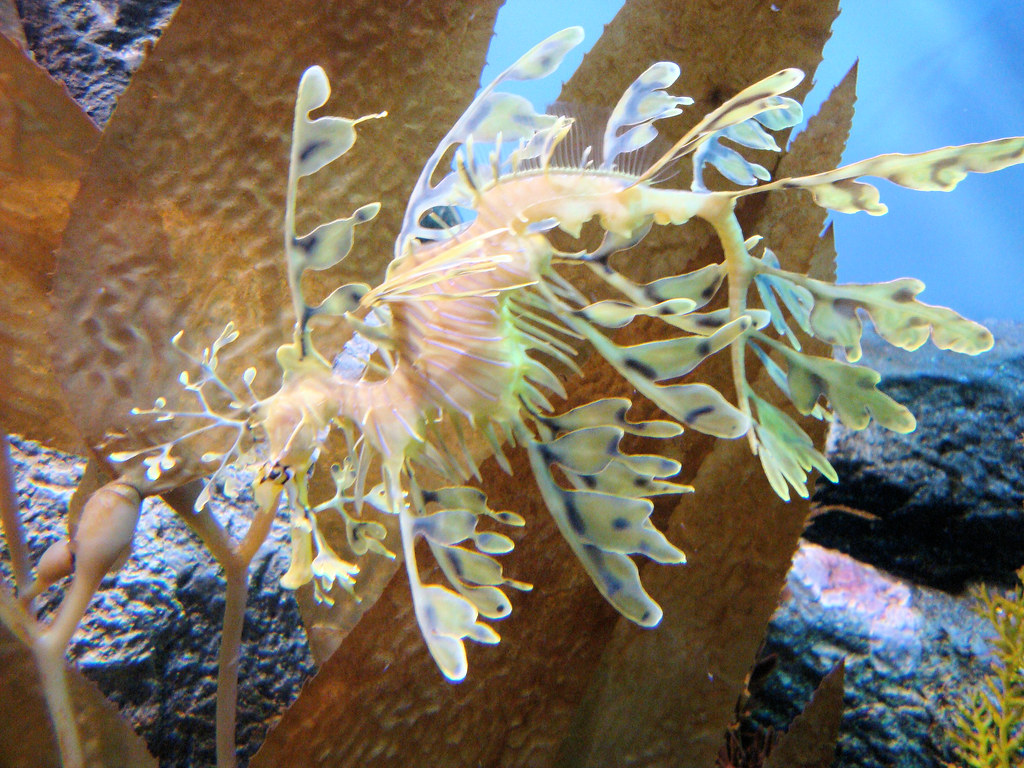 Leafy Sea Dragon, Monterey Bay Aquarium, Monterey, California, USA