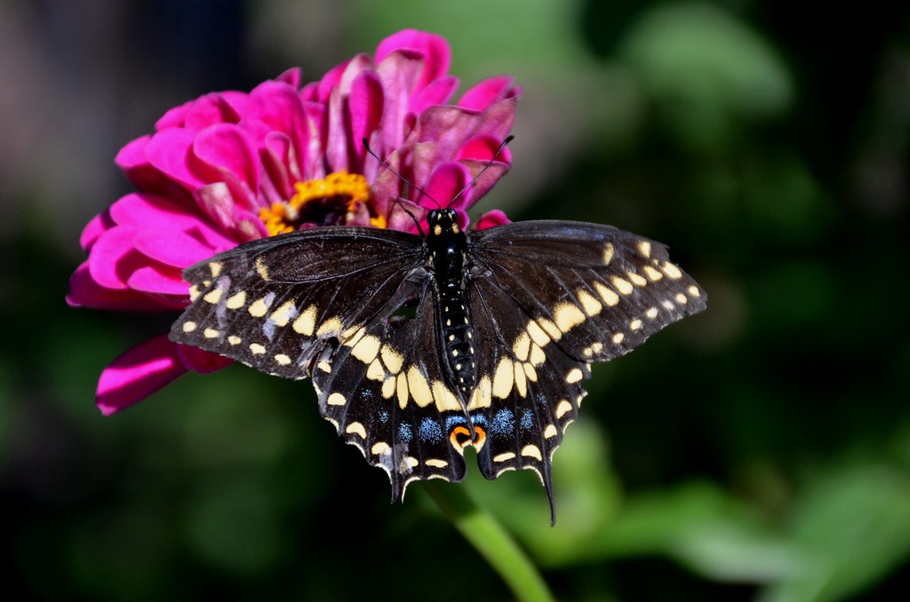 A Black swallowtail on a pink flower