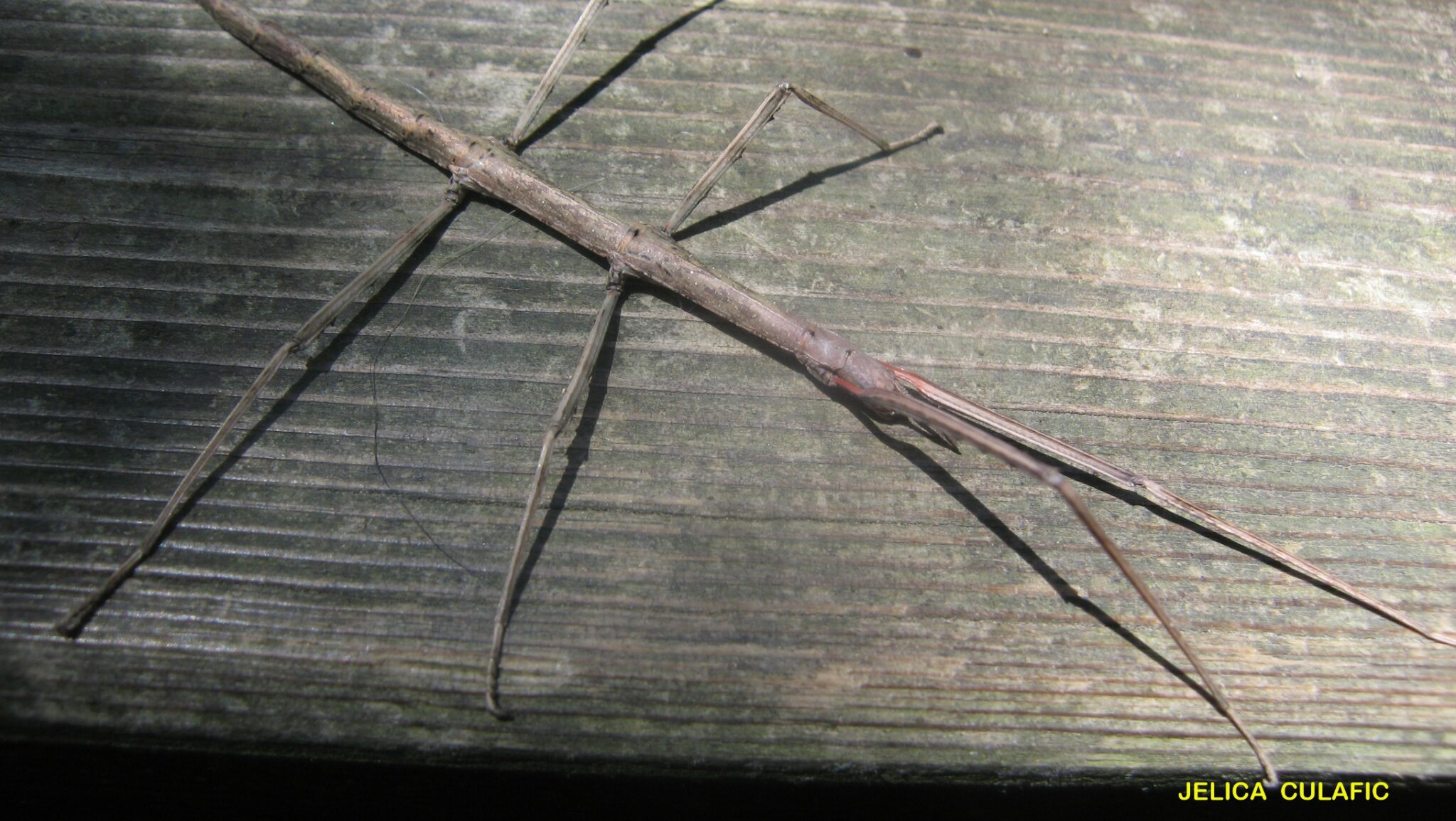 How Some Insects Use Color to Scare, Seduce, or Survive – Insect Hive