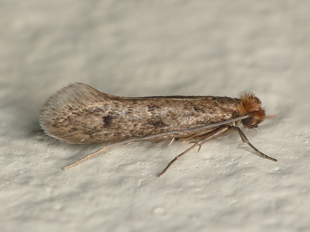 Case-bearing Clothes Moth, Tinea pellionella