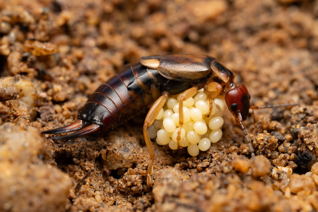 Adult earwig and eggs