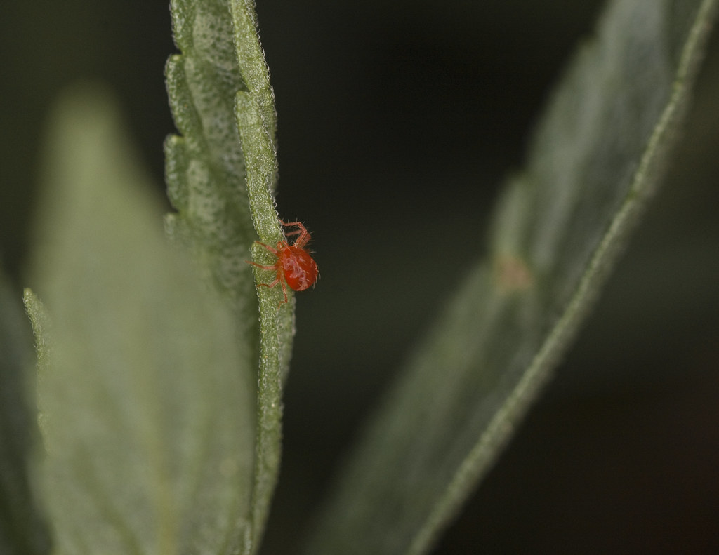 A red spider mite
