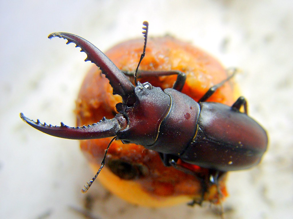 A feeding Georgia Stag Beetle