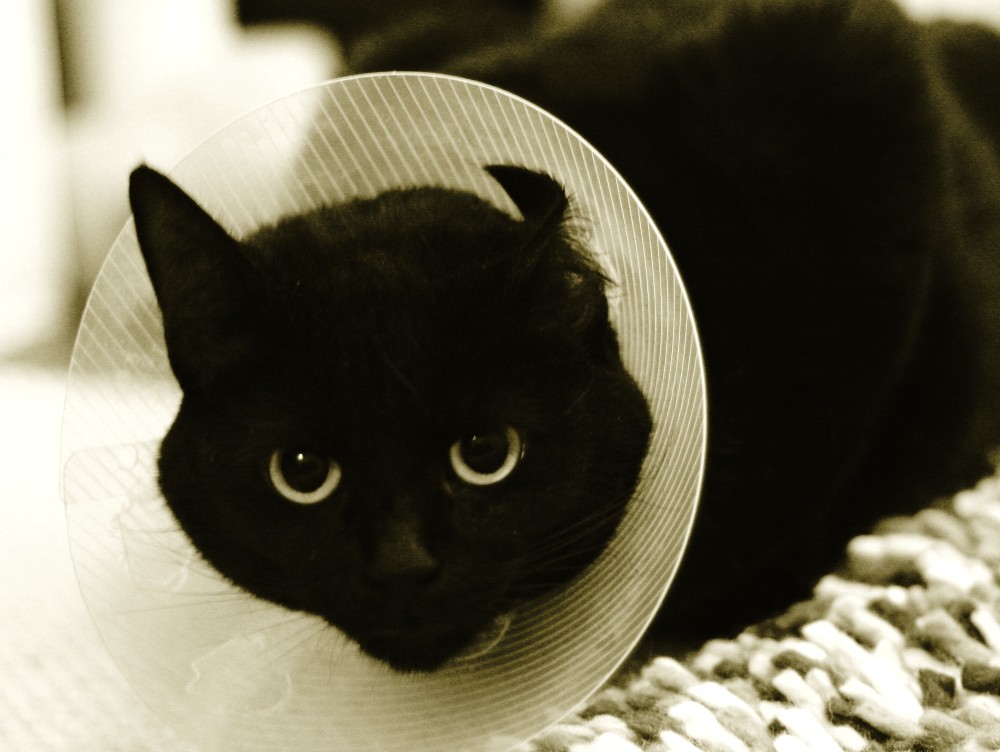 A cat wearing a cone collar