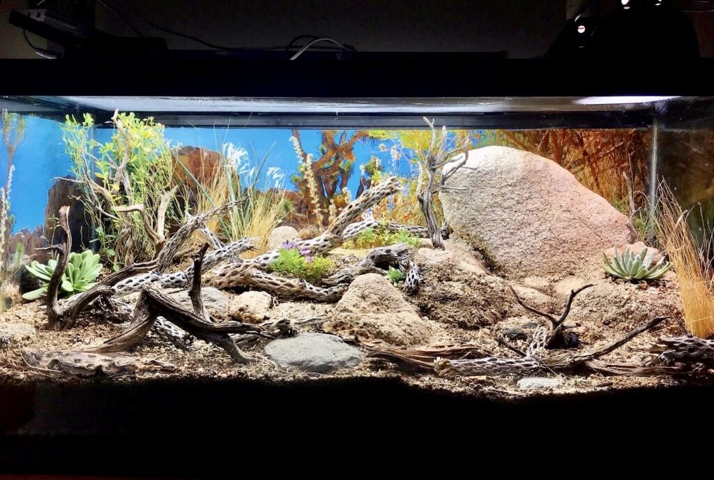 Bioactive Arid Vivarium