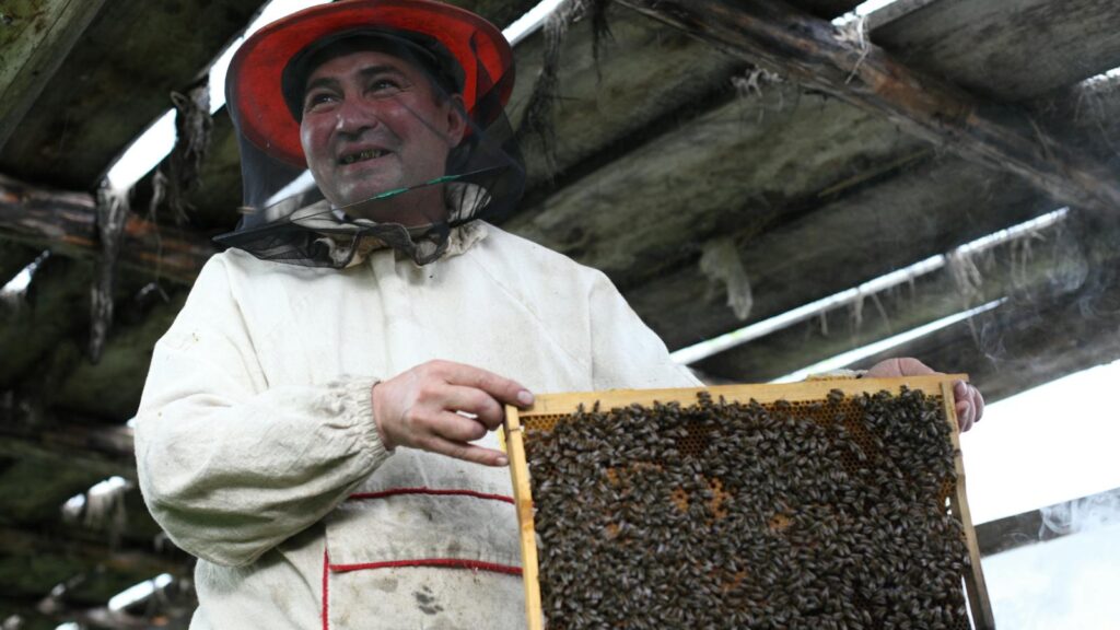 Smiling beekeeper in protective gear displaying a honeycomb full of honeybees.