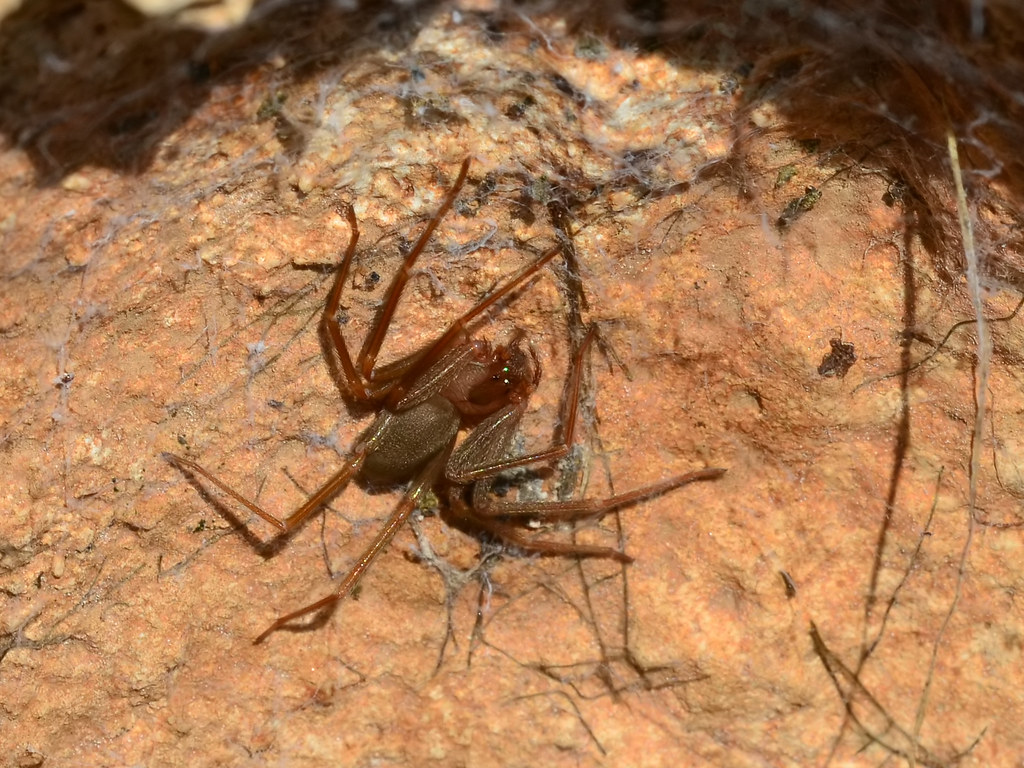 The violin spider on a rocky surface