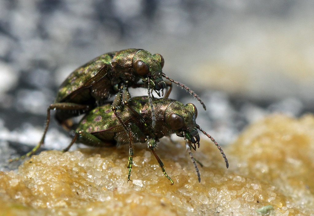 Mating beetles