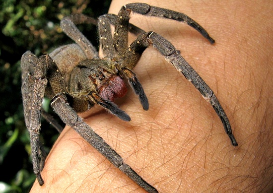 A Brazilian wandering spider (Phoneutria nigriventer) on a human hand